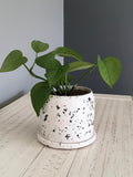 Mussel Shell Medium Planter