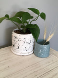 Mussel Shell Medium Planter